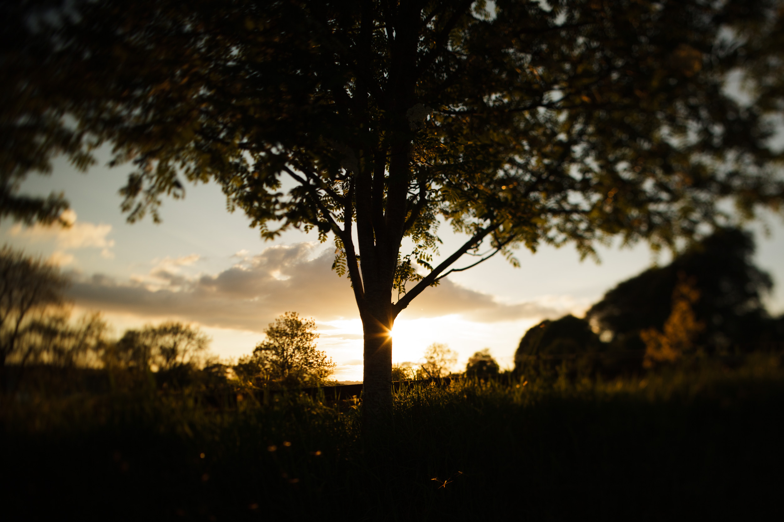 A tree at sunset, Wicklow Mountains, Ireland, tilt focus